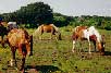 Ocracoke Banker Ponies